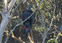 Clifton Birders United